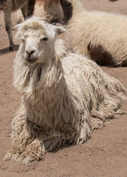 Alpaca Suri
