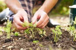The least physical way to grow fruit, vegetables and flowers is to grow from seed, sown in the place you want them to grow