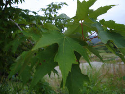 Acer pycnanthum （ハナノキ）