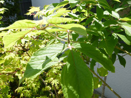 Acer nikoense (Acer maximowiczianum メグスリノキ)