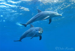 利島ドルフィンスイム中泳ぐイルカ