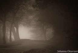 L'Orme blanc dans le brouillard