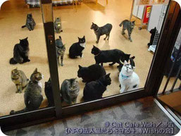 お知らせ Catcafe Wish Npo法人猫たちを守る十勝wishの会