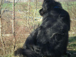 Hundekurse in alltäglichen Situationen, Zorbas, Neufundländer