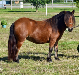 Sa mère, Jesa'belle des Volts