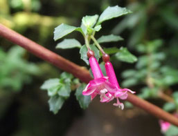 フクシアの花(鮮やかな赤紫色)