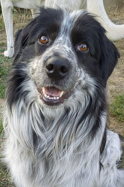 Lary, Rüde, geb. 11.19, Russische Spaniel-Mischling