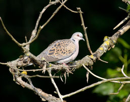 Foto: NABU/Tom Dove