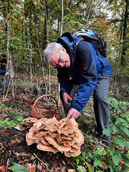 Bild: Meripilus giganteus auf einer Exkursion