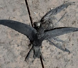 Foto: Kirsten Dressel