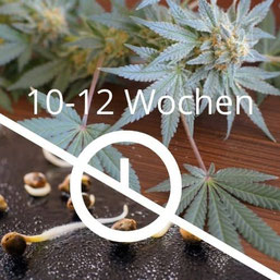 Wie lange braucht eine Autoflowering-Pflanze bis zur Ernte