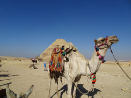 A volunteer veterinary medicine camel patient in Egypt