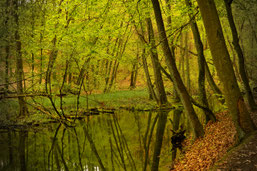 Le rôle écologique de la forêt avec le cycle de l'eau