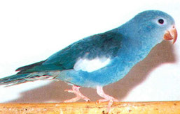 Blau   Brotogeris versicolurus chiriri (Kanarienflügelsittich)