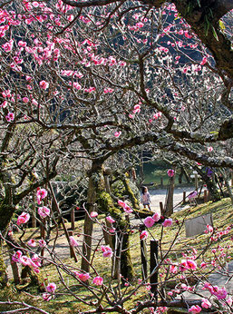 平成26年　成田の梅まつり