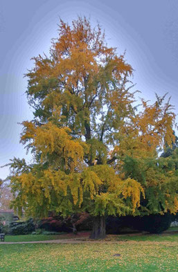 Ginkgo mit gelb goldenen Blättern