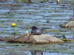 Der Brutpartner hat gerade einen kleinen Fisch übergeben. Foto. H. Gille