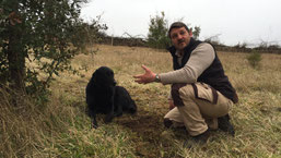 Black truffle hunting in Pergord
