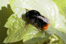 Bombus lapiarius (cb)