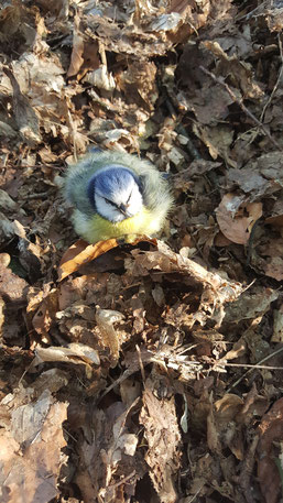 auffällige Blaumeise im Garten ( Vollmer)