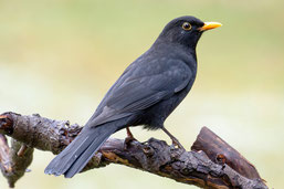 Die Amsel, trotz vieler Befürchtungen im Plus (r.jacobs)