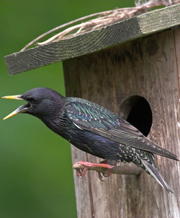 Foto von Frank Hecker (www.naturfoto-hecker.com)