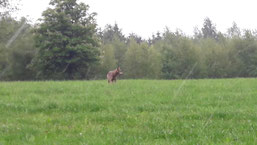 Wolf in Oberberg ( Bild: Claudia Kamp )