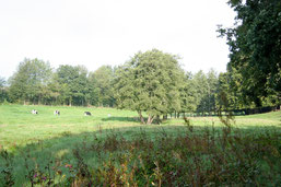 Nachhaltige Rinderbeweidung im Hahner Bachtal. (Foto: NABU Oberberg)