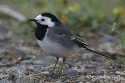 Werden bei der diesjährigen Stunde der Wintervögel vielleicht mehr Bachstelzen gezählt als im vergangenen Winter? (Foto: Klaus Mühlmann)