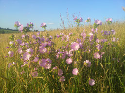 Moschus-Malven (Foto: M. Gerhard)