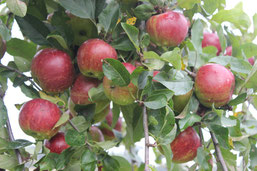 Apfelbaum (Foto: O. Gellißen)