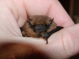 (Pipistrellus pipistrellus) Foto: O. Gellißen