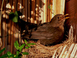 Amsel (Foto: Peter Feuster)