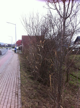 Zustand der Hecke an der Südlenger Straße nach dem Rückschnitt am 2.3.