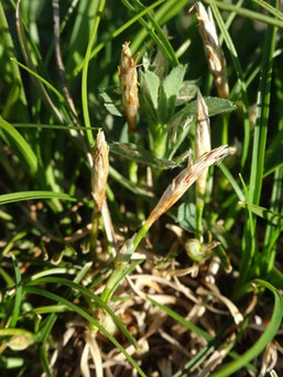 Carex humilis, Haut-Rhin (photo Ugo)