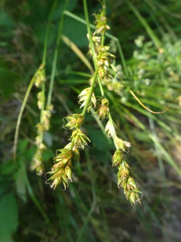 Carex leersii, Piémont Alsace (photo Ugo)