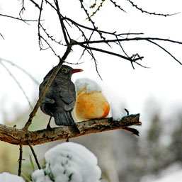 Foto: A. Röhm, Amsel (männchen) mit Apfel