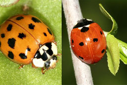 Wer ist wer? Asiatischer Marienkäfer und Siebenpunkt-Marienkäfer - Foto: NABU/Helge May