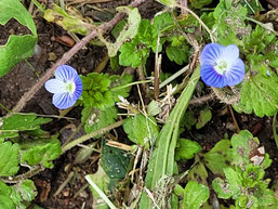Der Persische Ehrenpreis ist ein harmloser Neophyt und eine Bereicherung unserer Flora Foto: Eva Althof