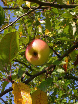 Apfel - ein gesundes Nahrungsmittel