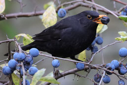 Amsel mit Beere. Foto: naturgucker.de/Jens Winter