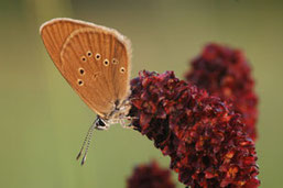 Foto: NABU/Heinrich Werner