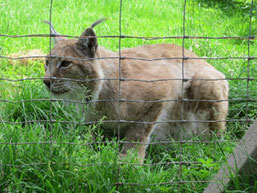 Der Luchs, der im Wildpark lebt, ist mit seinen 16 Jahren schon recht betagt.