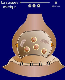 lien vers une animation sur le fonctionnement d'une synapse chimique/ Source: LesSVT.com