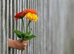 eine Hand die aus einem Holzzaun heraus einen Blumenstrauss reicht - rote - gelbe -orange Blumen