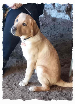 Chiot Labrador du Retriever à l'école pour chiots à Dax