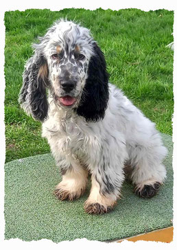 Chiot Cocker Spaniel du Retriever à l'école pour chiots à Dax