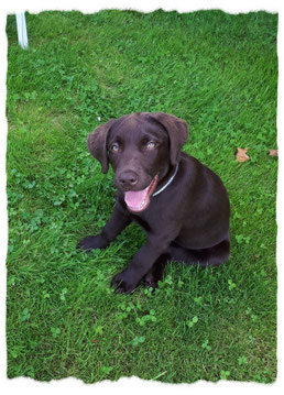 Labrador Retriever à l'école pour chiots à Dax