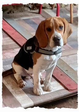 Chiot Beagle du Retriever à l'école pour chiots à Dax