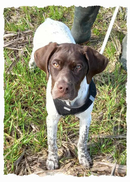 Chiot Braque Ariégeois à l'école pour chiots à Dax